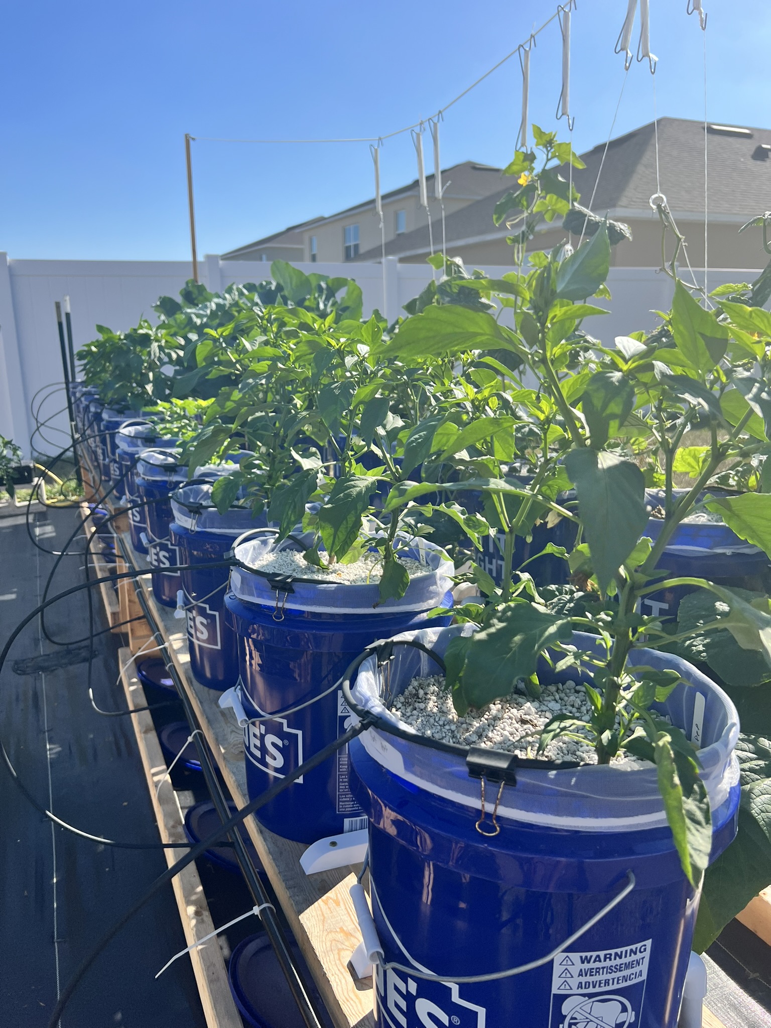 Advanced Dutch bucket hydroponic system