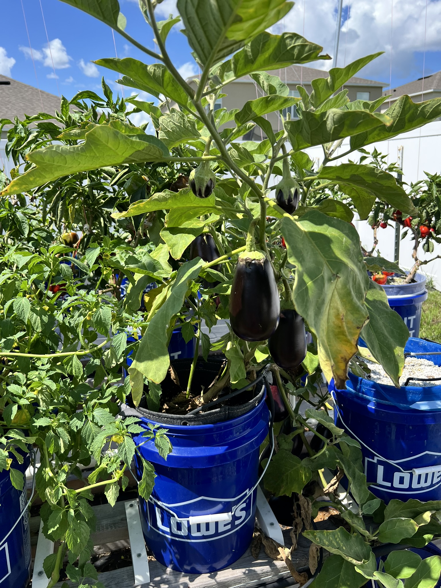 Thriving hydroponic plant showcase