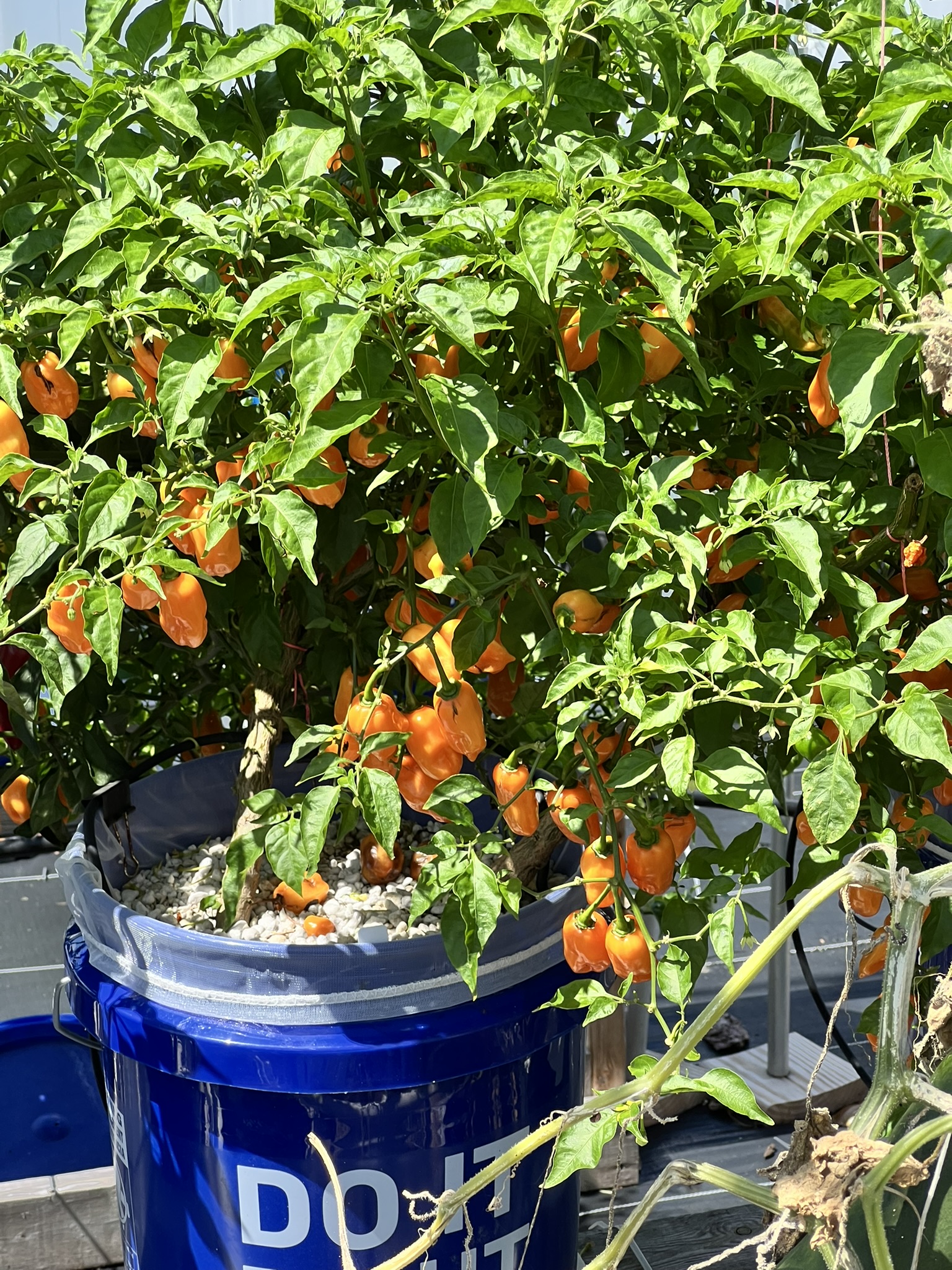 Healthy habanero pepper plant in hydroponic system